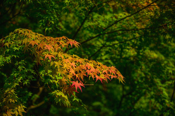紅葉が始まったもみじの木