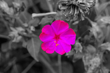 Flor de jardín perico rosa con fondo en blanco y negro
