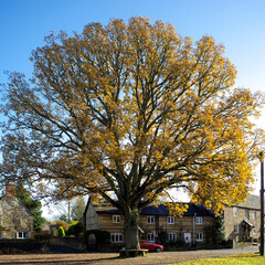 Autumn colours at Lower Heyford, Oxfordshire, England, UK, GB, Lower Heyford village centre with its famous oak tree
