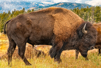 Bison in Yellowstone Park.

