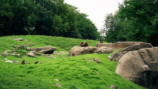 Nubian Baboon family wide shot
