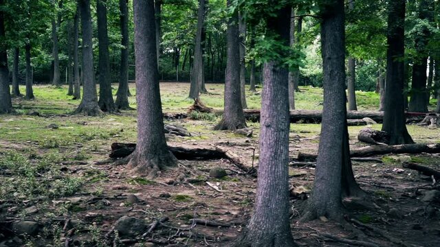 Slow motion dolly shot through the woods