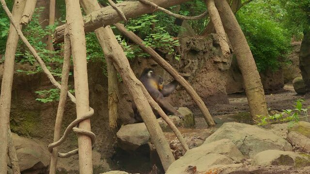 Mandril ape on rocks looking at camera