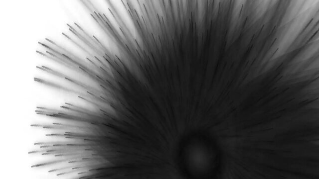 Black blossom pattern expands and fades on white background, abstract