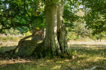 old oak tree