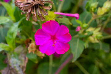 Flores de jardín