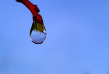 A drop of rain on a branch, reflected in a drop