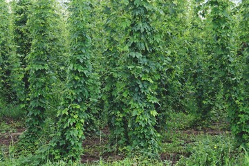 Cultivos de lúpulo en verano en el valle del río Tarnava Mare cerca de Sighisoara, Rumanía.