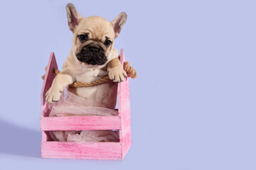 Small puppy of french bulldog in pink box.  purple background