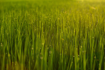 Obraz premium Landscape green rice field with sunrise in the morning.