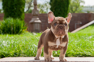 Small brown puppy of french bulldog is on the green grass outdoors