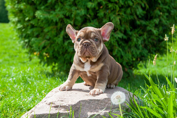 Small brown puppy of french bulldog is on the stone and green grass outdoors