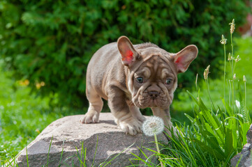 Small brown puppy of french bulldog is on the stone trying to smell aflower and green grass outdoors