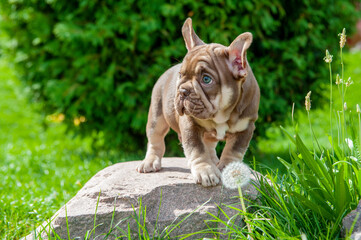 Small brown puppy of french bulldog is on the stone and green grass outdoors