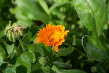 Flores de jardín, margaritas amarillas