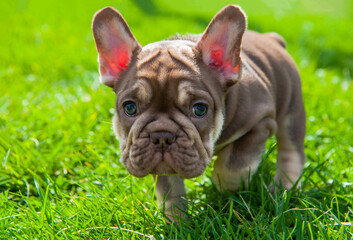 Small brown puppy of french bulldog is on the green grass outdoors