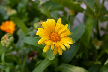 Flores de jardín, margaritas amarillas