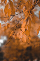 Nature Of The Urals...