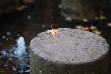 Autumnal leaves on the water of a fountain with a stream in the background