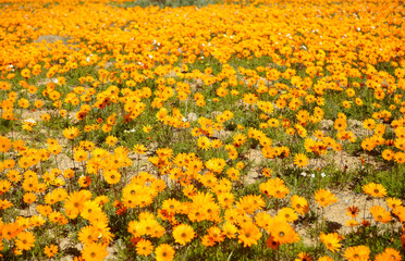 Fototapeta na wymiar Field of bright yellow flowers