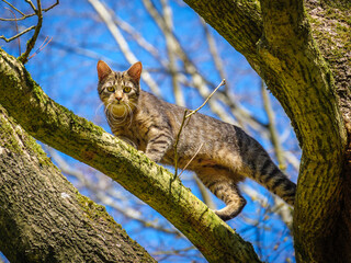 Low-angle view of a cat on a tree.