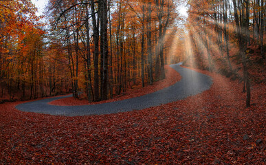 Panoramic view of people in forest with fallen leaves, autumn season in Yedigoller. Image of colorful leaves falling down from tree branches in autumn. Asphalt mountain road.