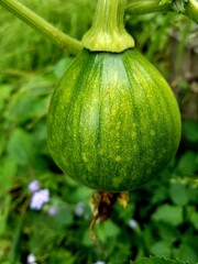 pumpkin in the garden