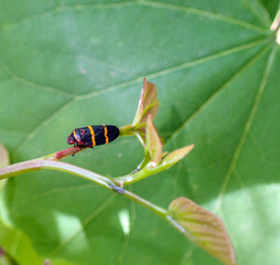 A close top down view of a Two Lined Spittlebug as it rests contendly on the stem of a grape leaf in Missouri. A bokeh background draws attention to the insect and provides copy space.