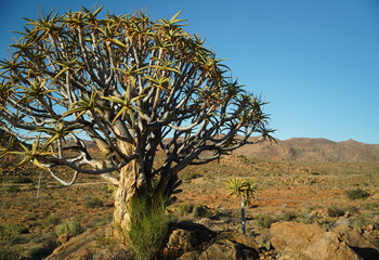 Quiver tree or Kokerboom in South Africa