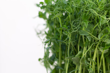 Fresh pea microgreen sprouts isolated on white background