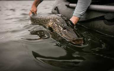 Fishing. Catch and release trophy Pike.	