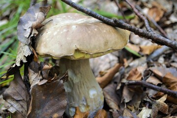
edible mushroom in the forest