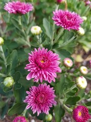 Obraz premium pink flower