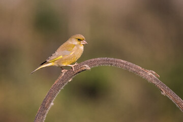 verdone posato su una pianta di girasole	
