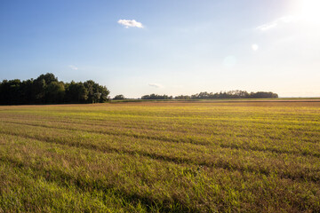 field of grass with blue sky