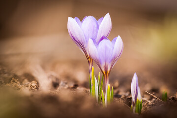 spring crocus flowers on the garden, violet flowers, czech republic