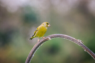 verdone posato su una pianta di girasole	