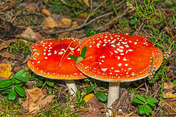 Fly agaric two is a poisonous mushroom