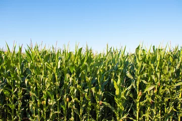 Keuken foto achterwand Weide corn field in summer