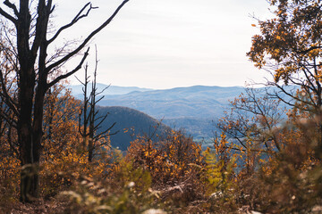 Autumn forest landscape with mountains on the horizon in orange colors in the fall.