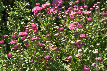 Beautiful garden blooming chrysanthemum