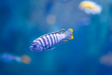 Ocean life on coral reef. Fish with purple stripes swimming in blue water. Saltwater close-up photography.