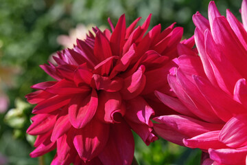 Beautiful garden dahlia flower