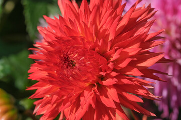 Beautiful garden dahlia flower
