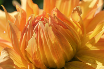 Beautiful garden dahlia flower