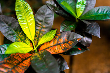 Tropical plant close up top view. Colorful croton 'mrs iceton' leaves background. Rainforest...