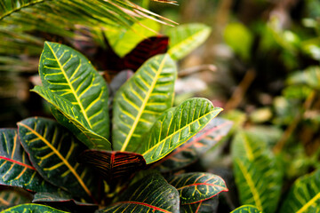Tropical exotic plants close up background. Colorful beautiful croton petra leaves in garden. Australia rainforest photography. © Caroline