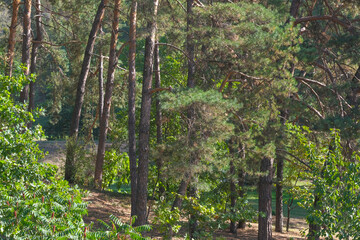 Nature background forest