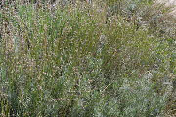Garden plants and greenery