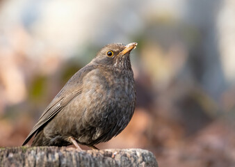 Female Blackbird
